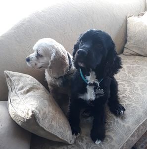 Meet your Posher, Daniel